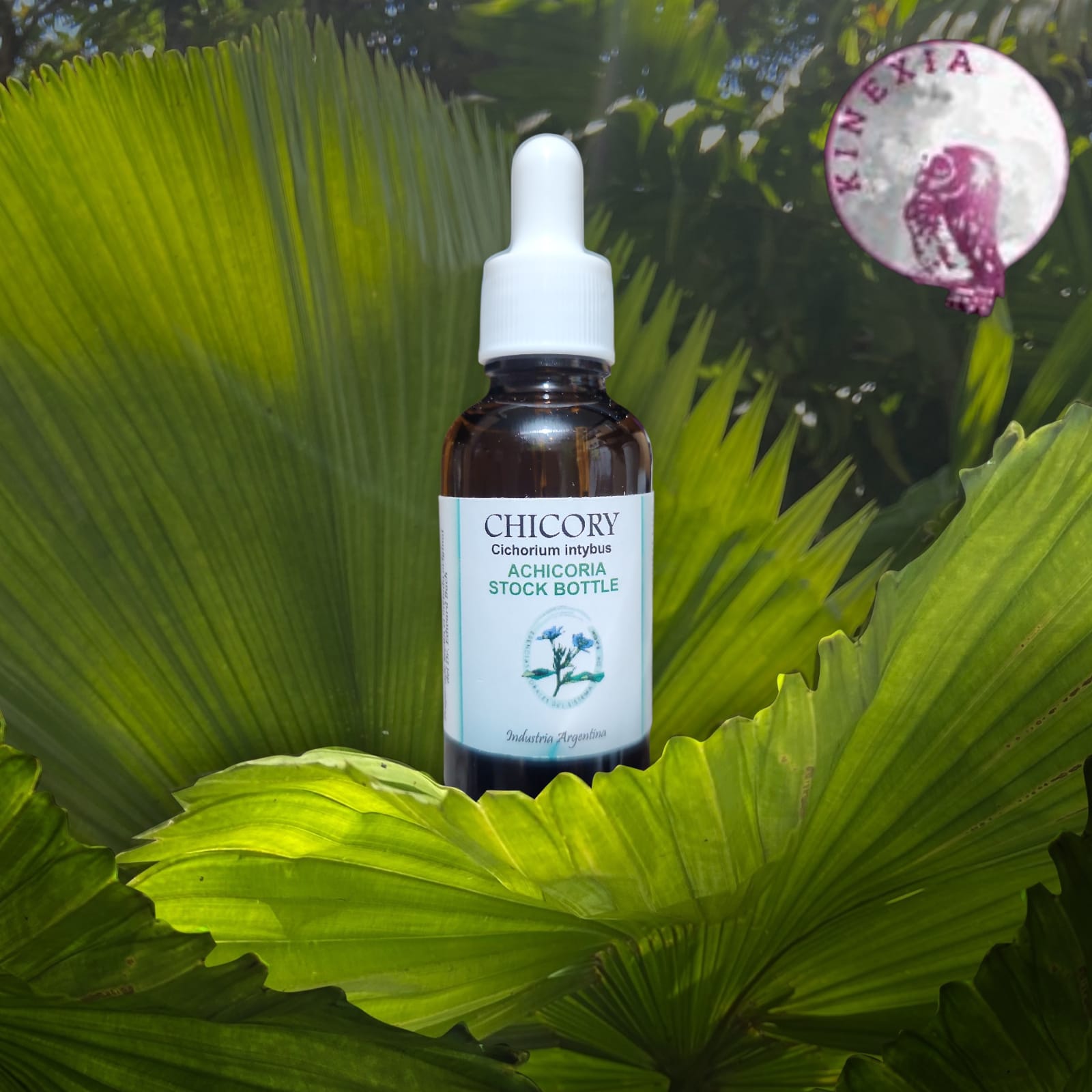 Chicory 30ml