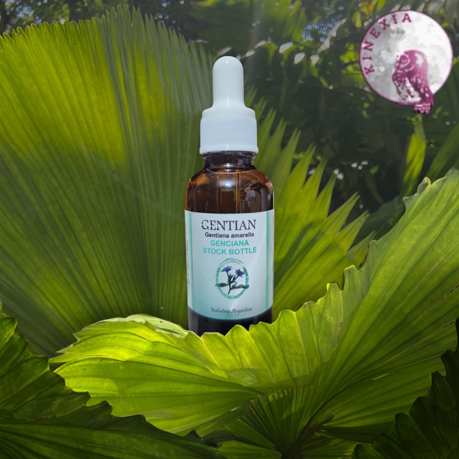 Gentian 30ml