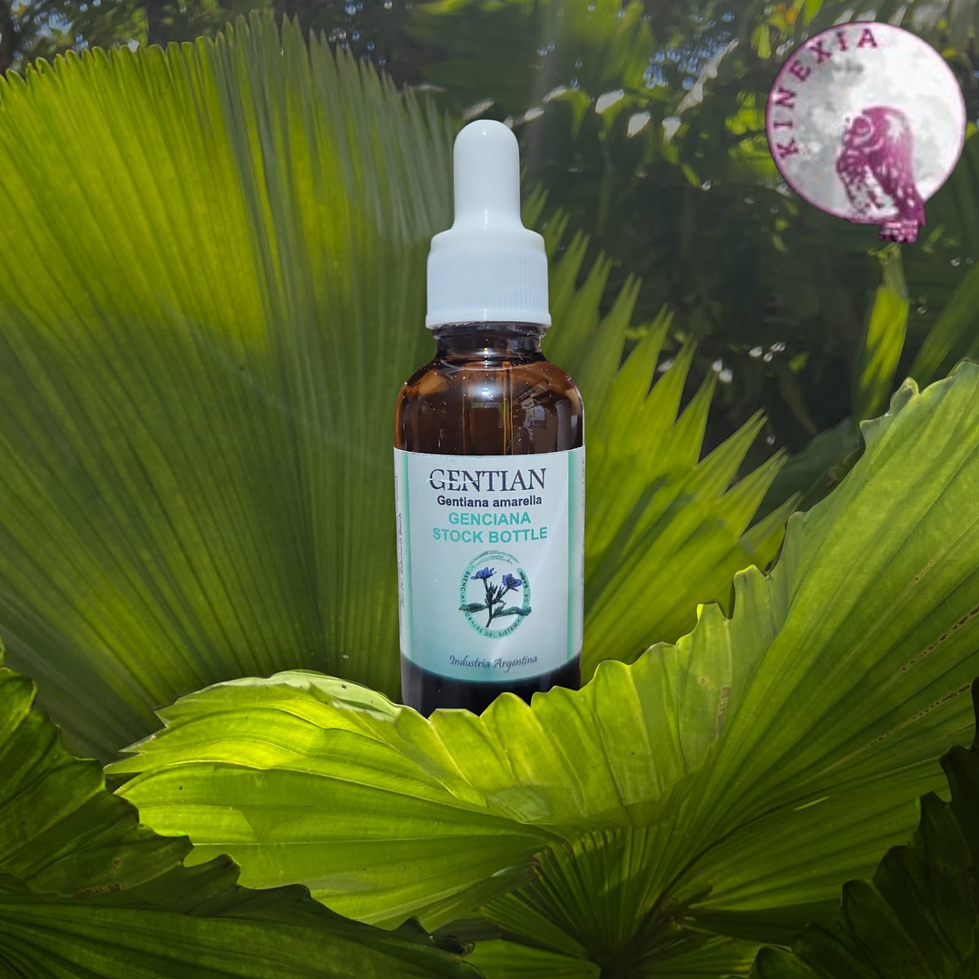 Gentian 30ml 1
