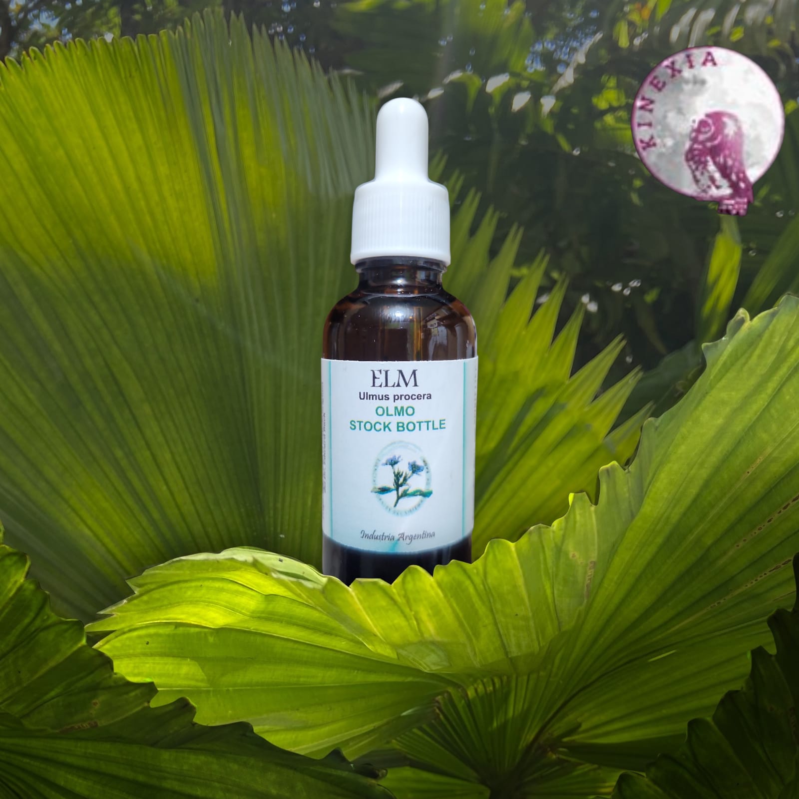 Elm 30ml