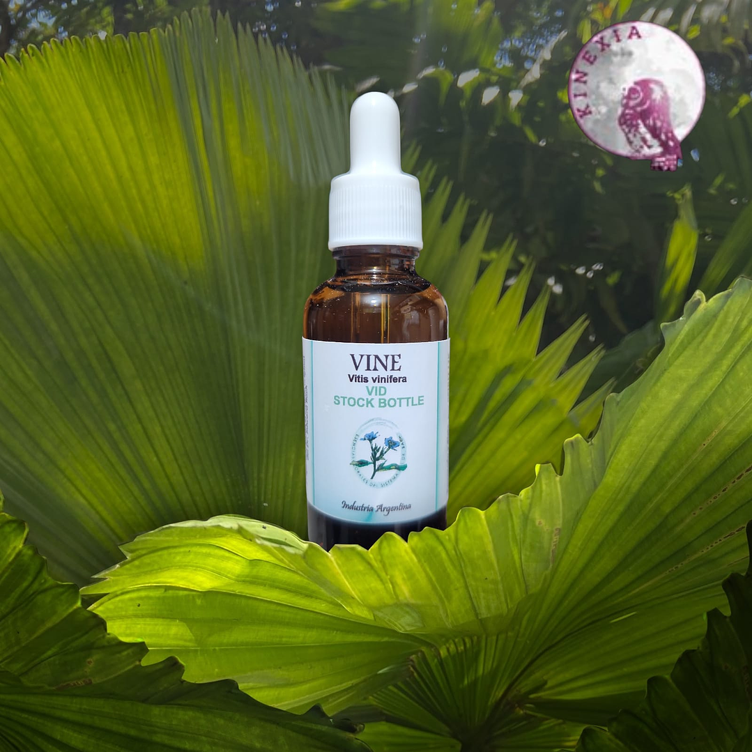 Vine 30ml 1