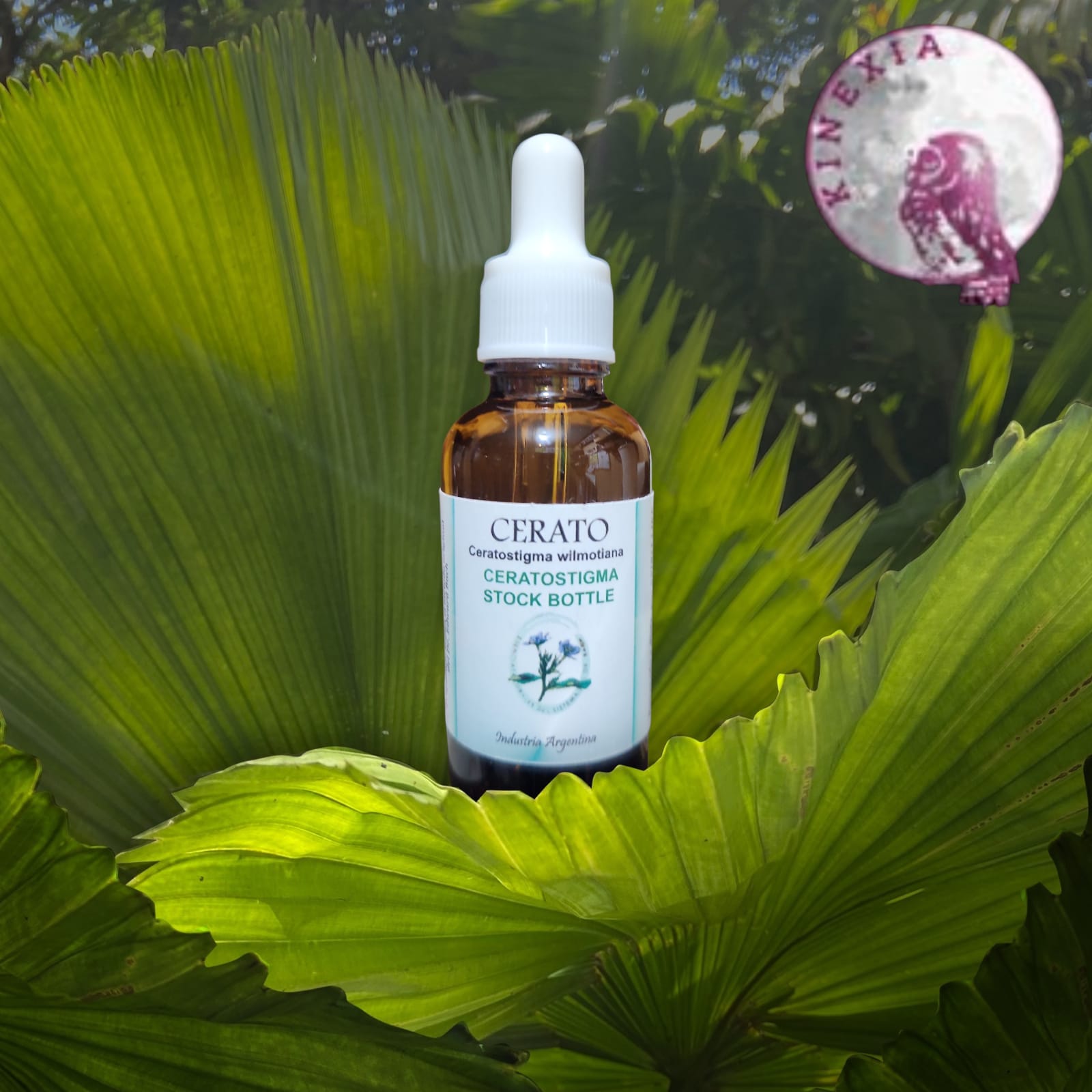 Cerato 30ml