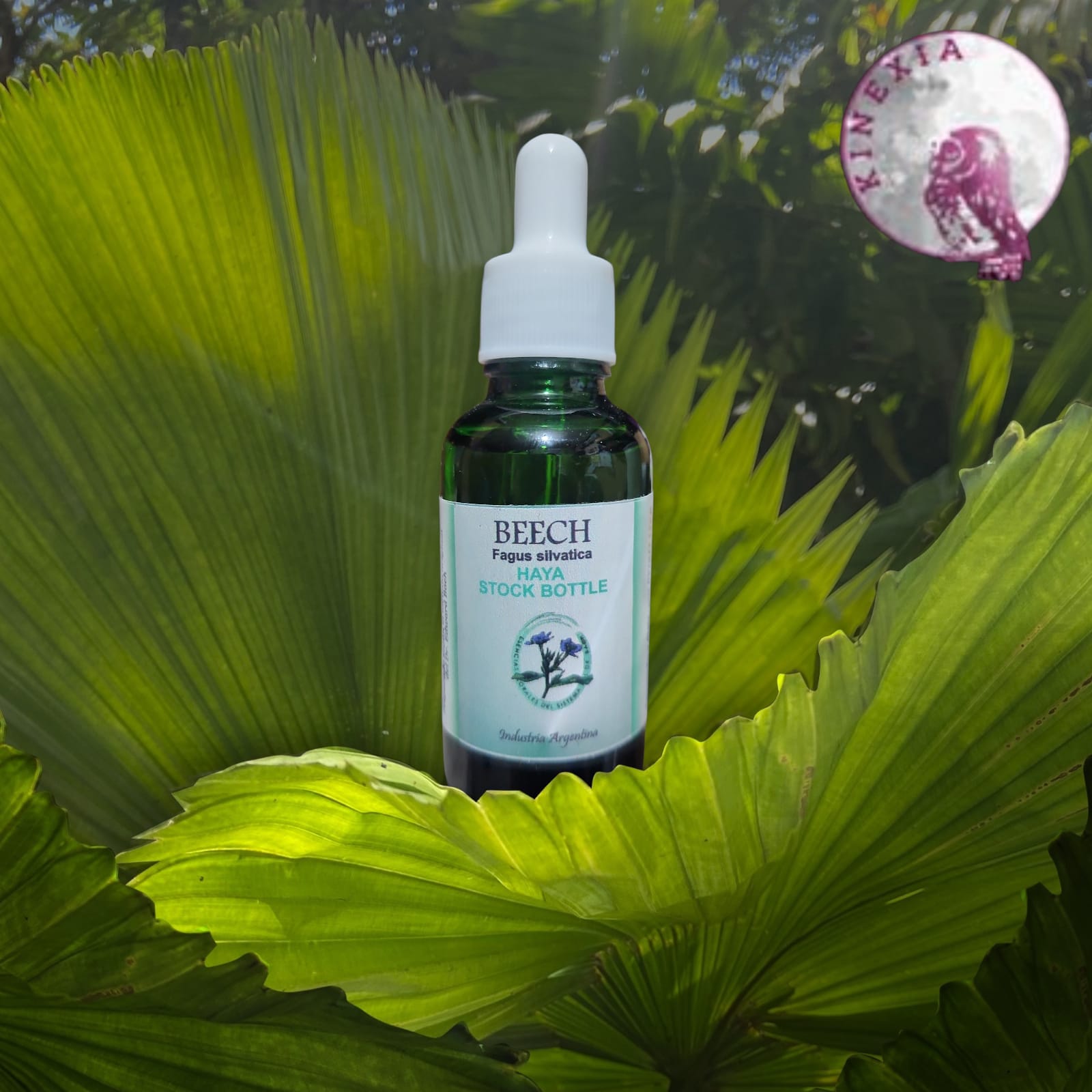 Beech 30ml