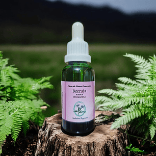 Borraja 30ml (Borage)