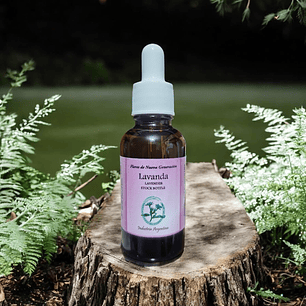 Lavanda 30ml ( Lavender )