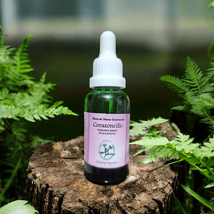 Corazoncillo 30ml (Bleeding Heart)