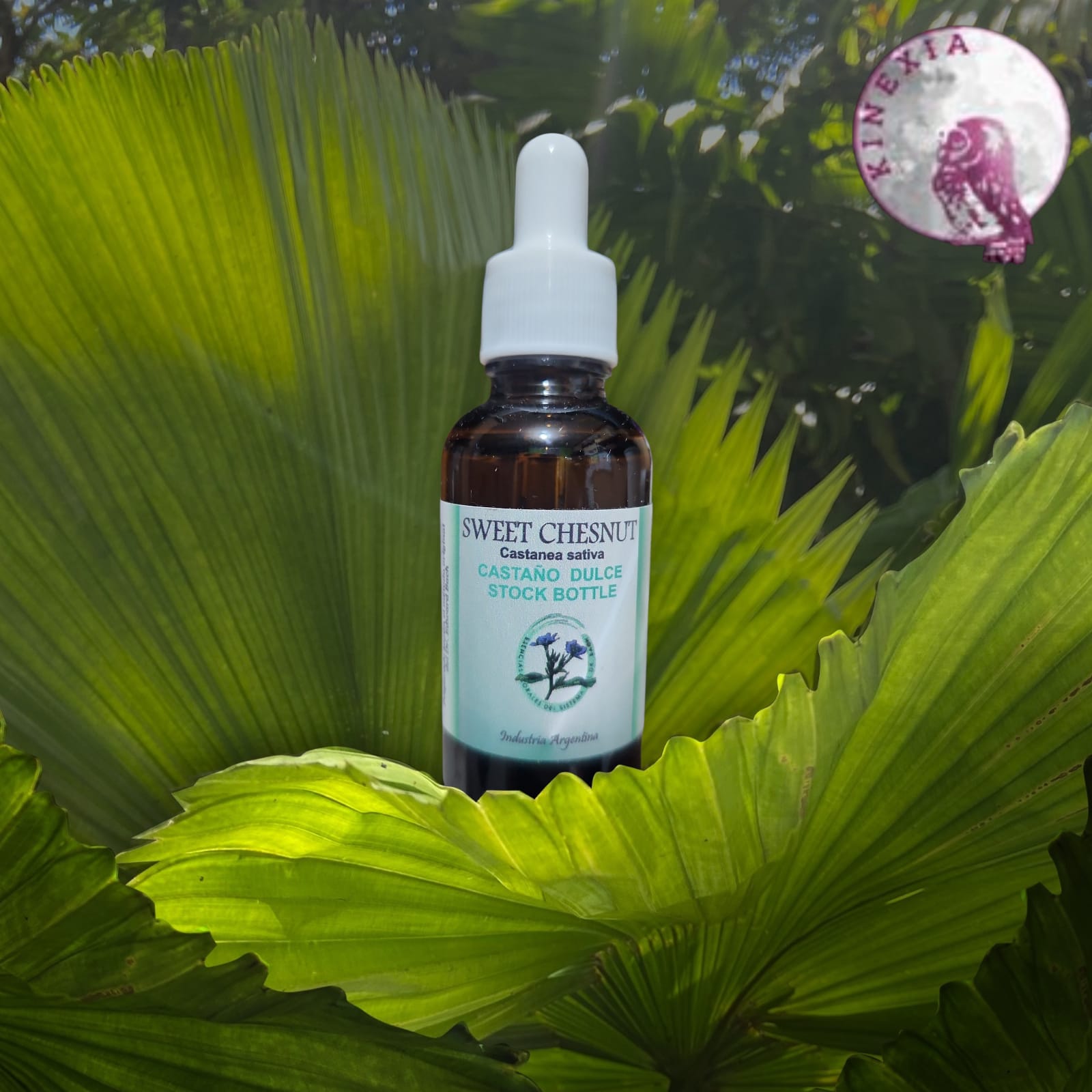 Sweet Chestnut 30ml