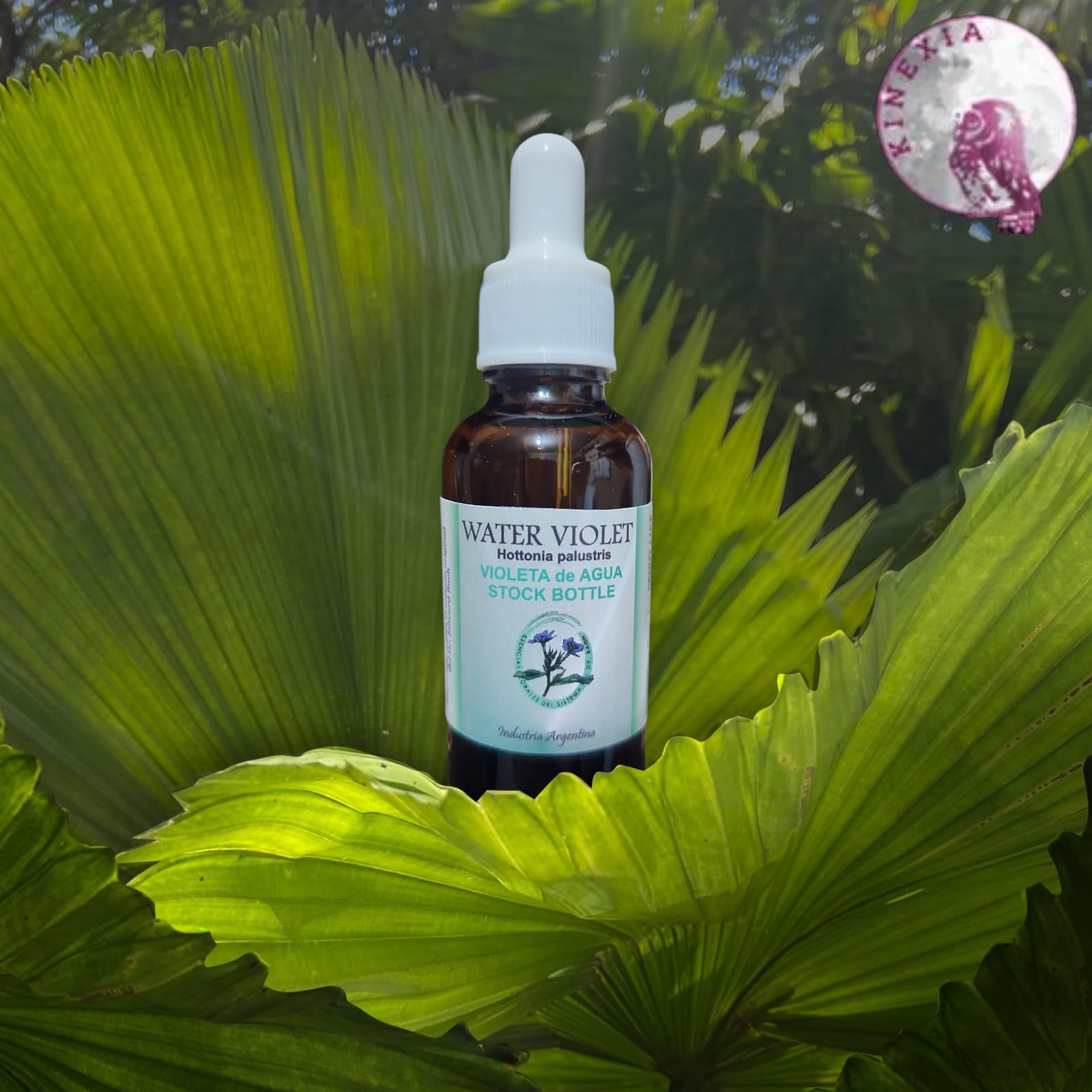 Water Violet 30ml