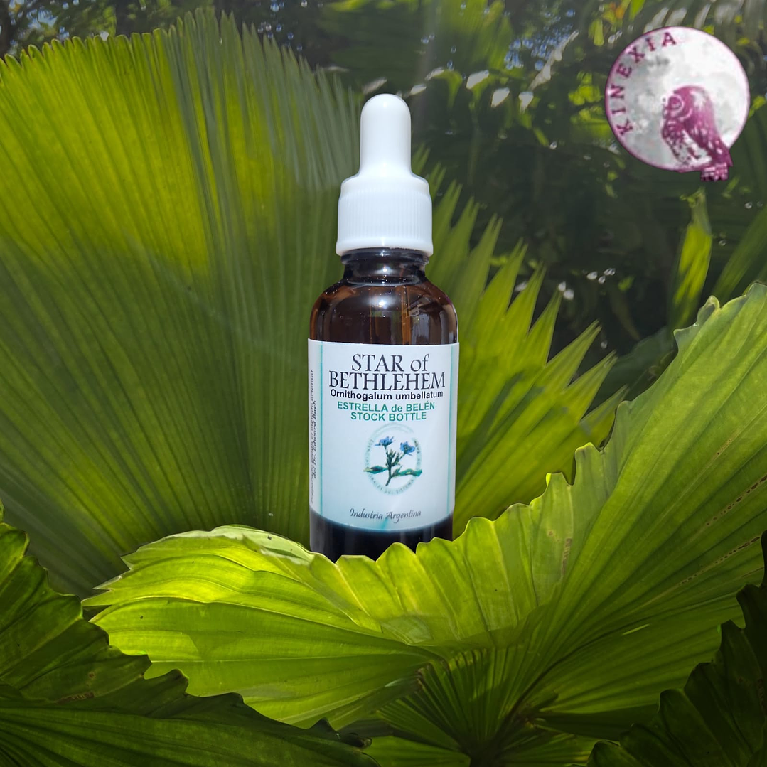 Star of Bethlehem - Estrella de Belen 30ml 1