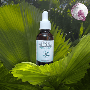Star of Bethlehem - Estrella de Belen 30ml