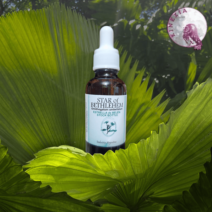 Star of Bethlehem - Estrella de Belen 30ml 1