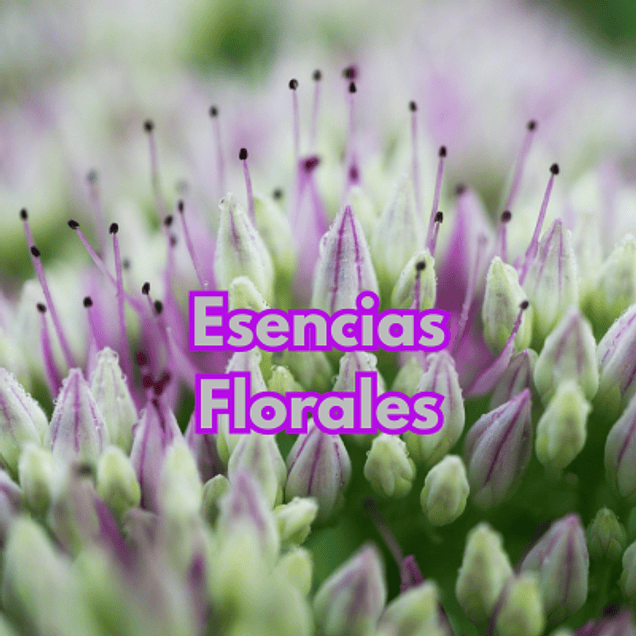 Aprendizaje Floral