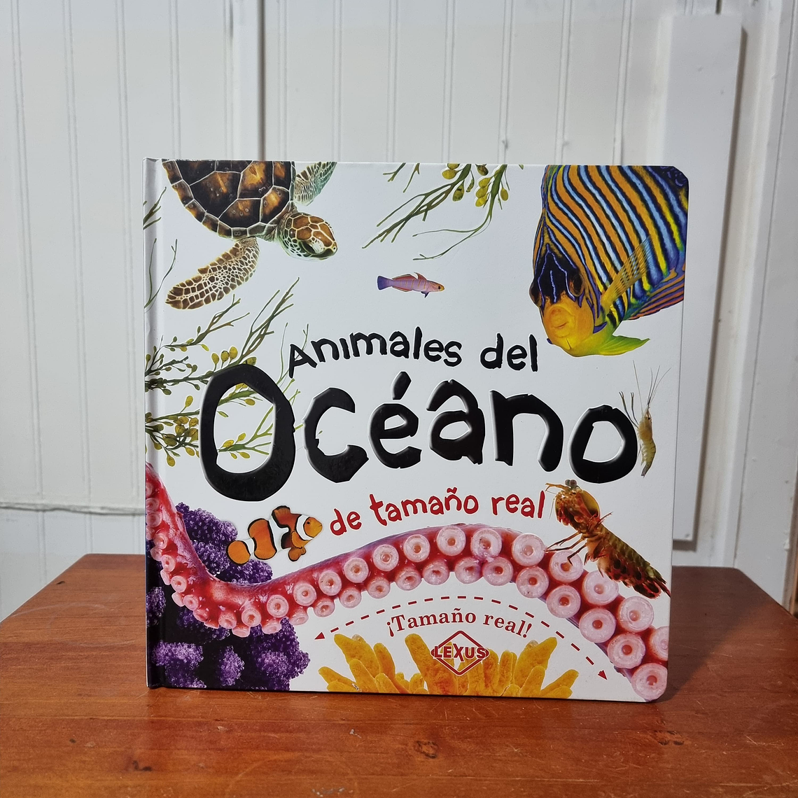 Animales del Océano 1