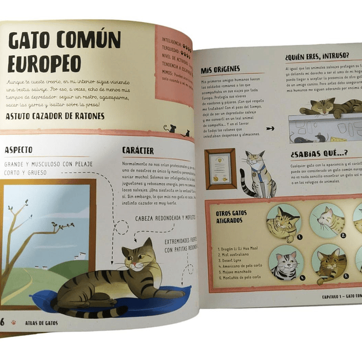 Atlas De Gatos Ilustrado Lexus (tapa Dura) 4