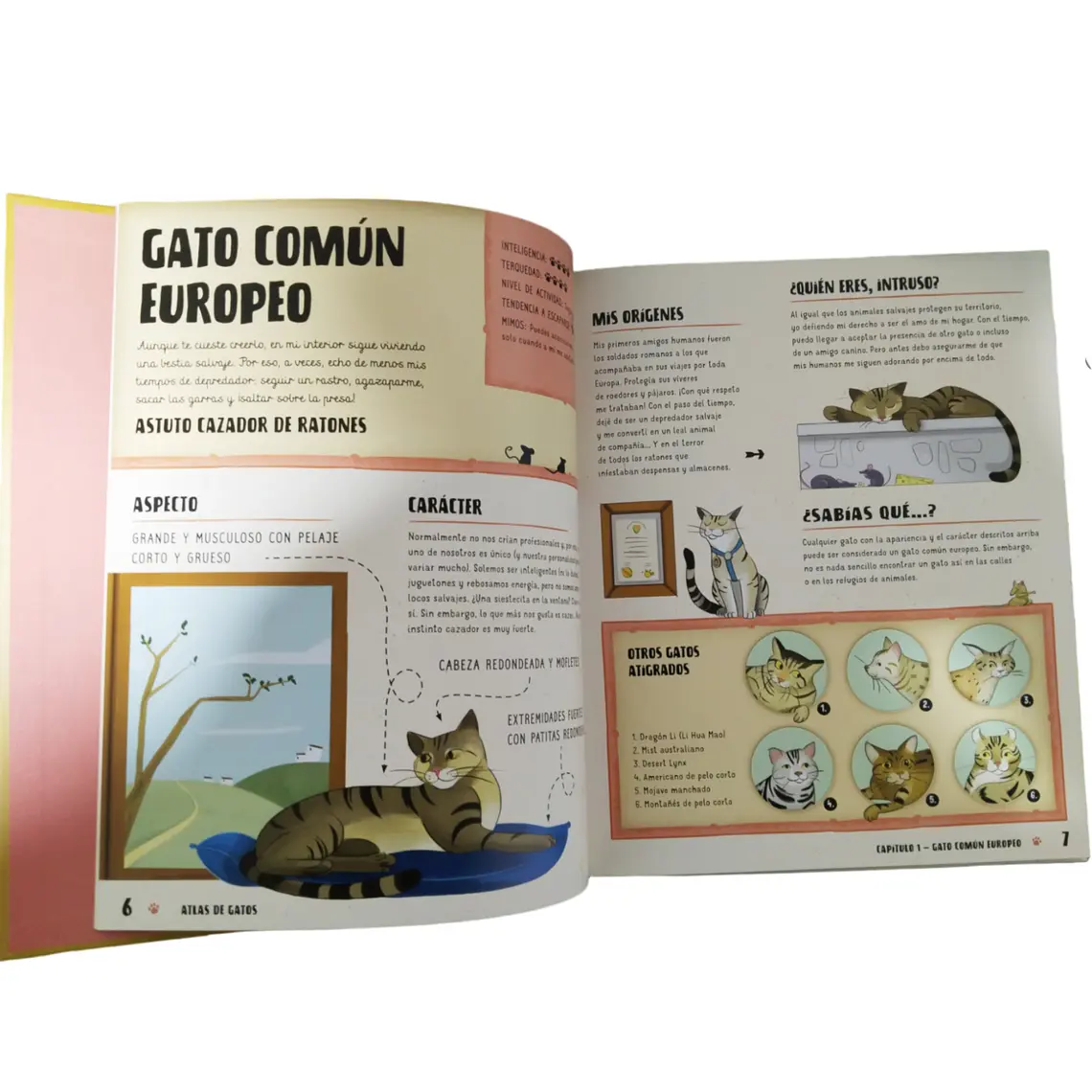 Atlas De Gatos Ilustrado 5