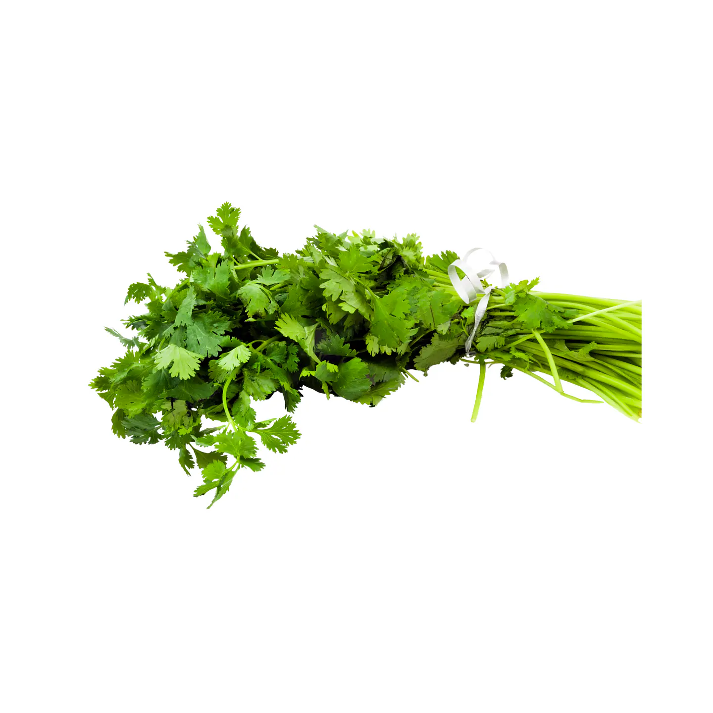 Cilantro 1