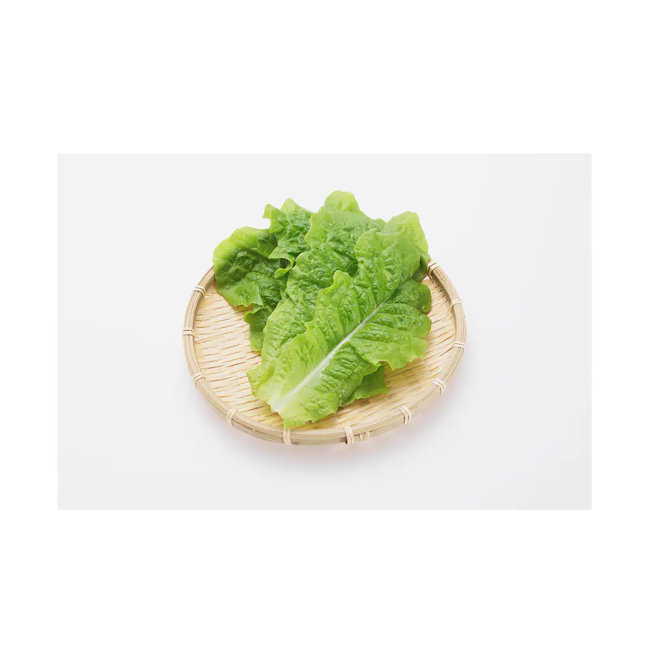 Lechuga Chilena (Unidad) 2