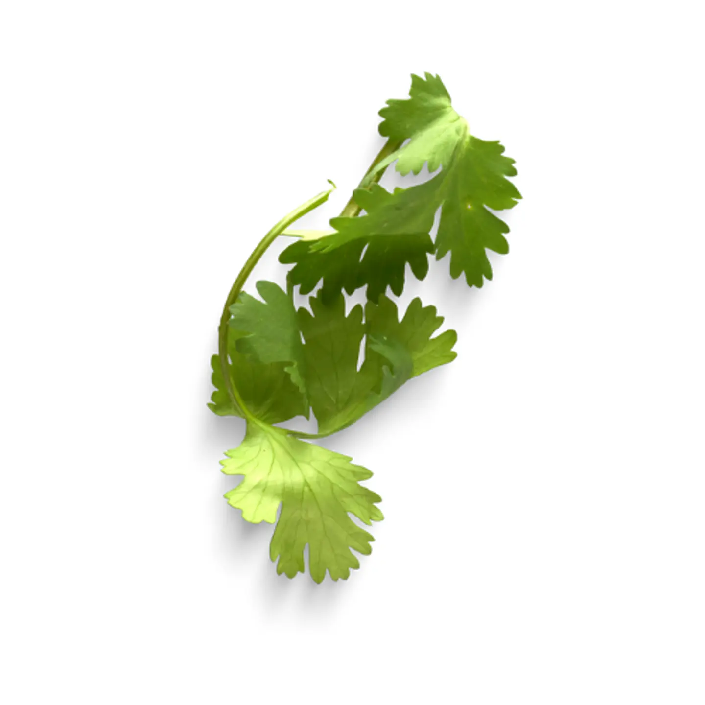 Cilantro 2