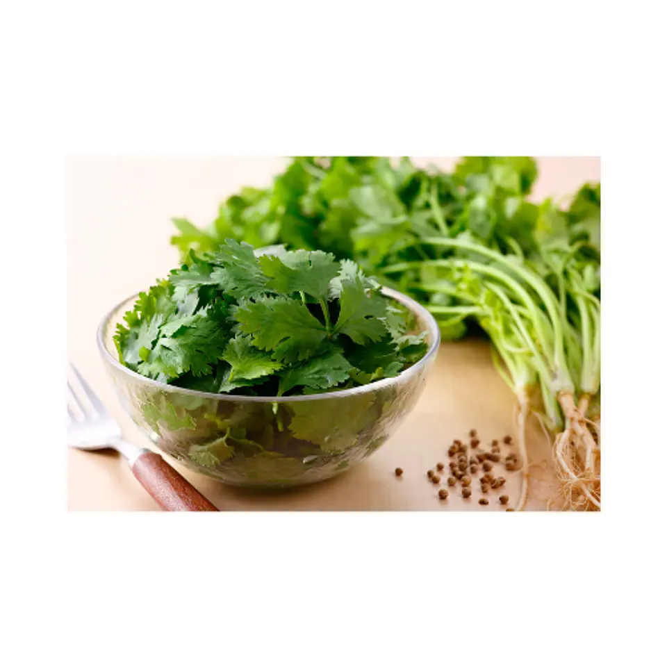 Cilantro 3