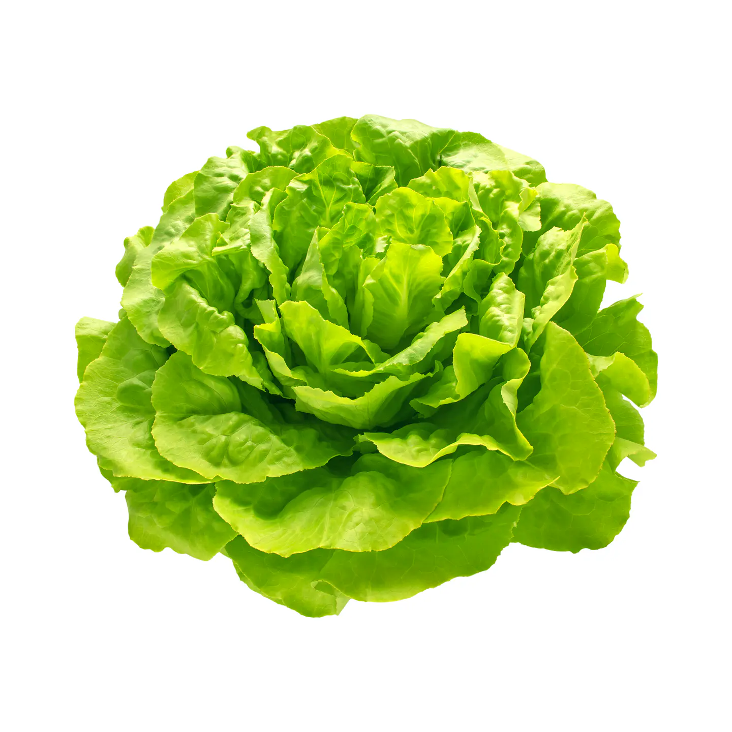 Lechuga Española (Unidad) 1