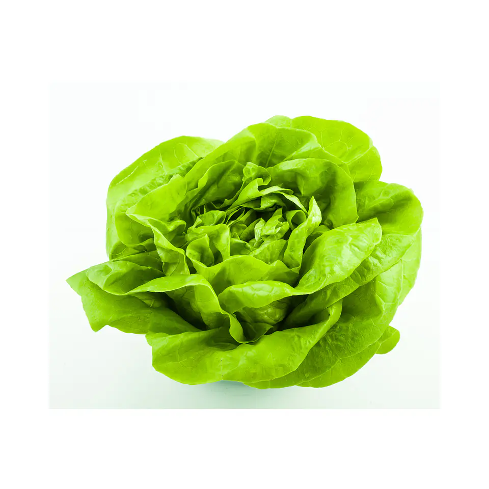 Lechuga Española (Unidad) 2