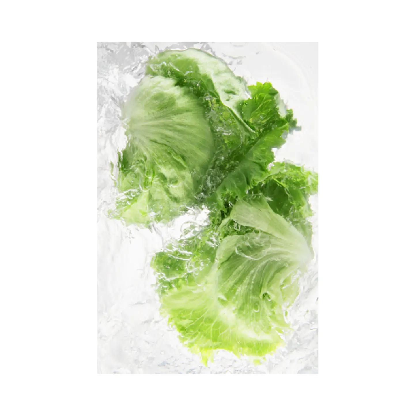 Lechuga escarola (Unidad) 4