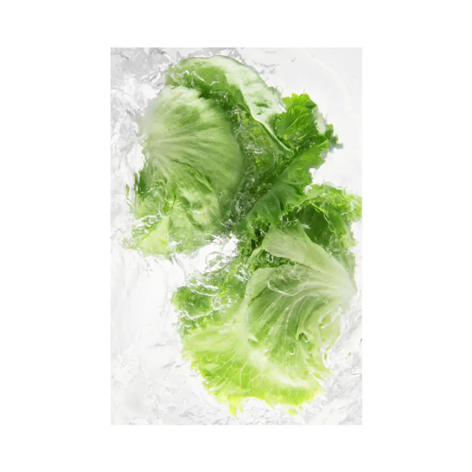 Lechuga escarola (Unidad) 4