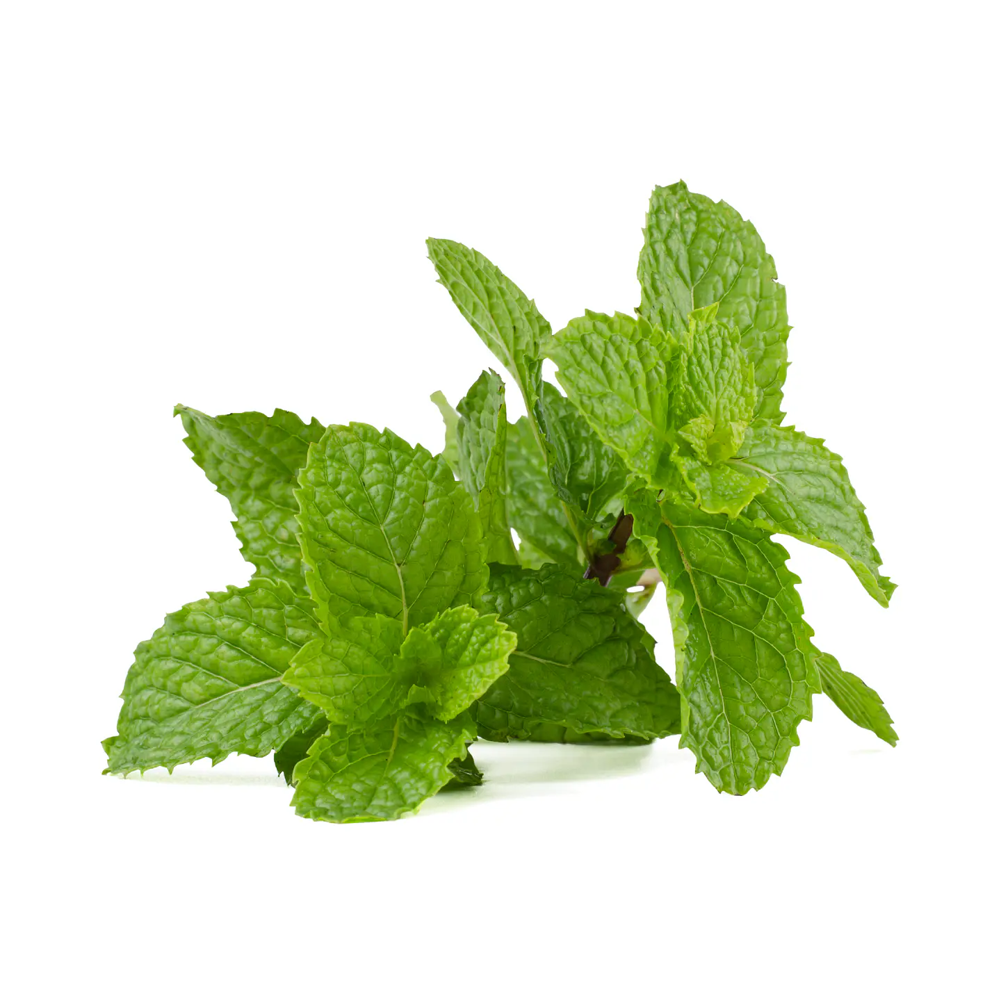 Menta 50g 1