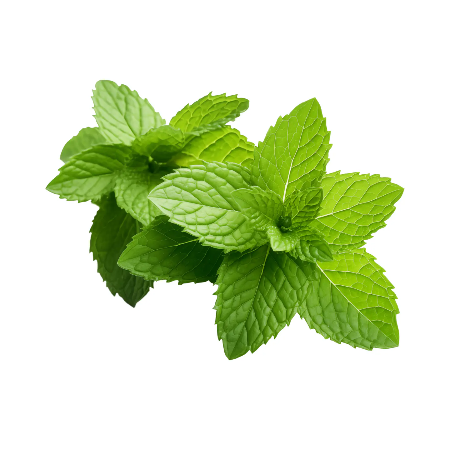 Menta 50g 3