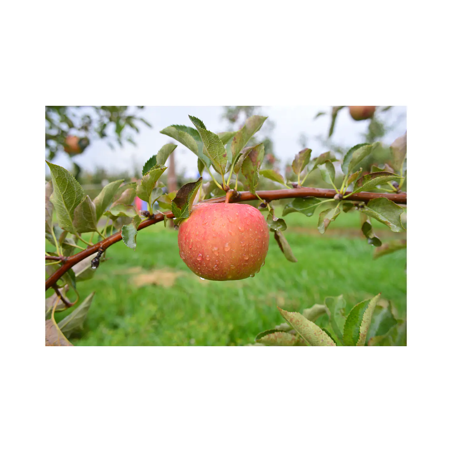 Manzana Fuji 3