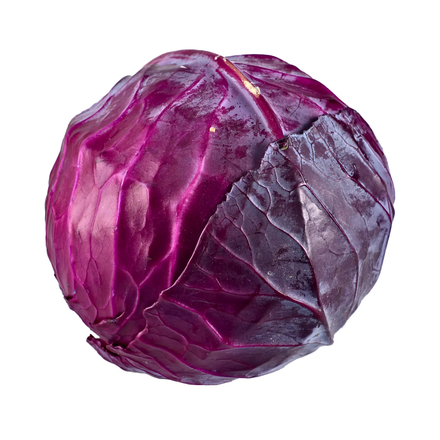 Repollo Morado 2