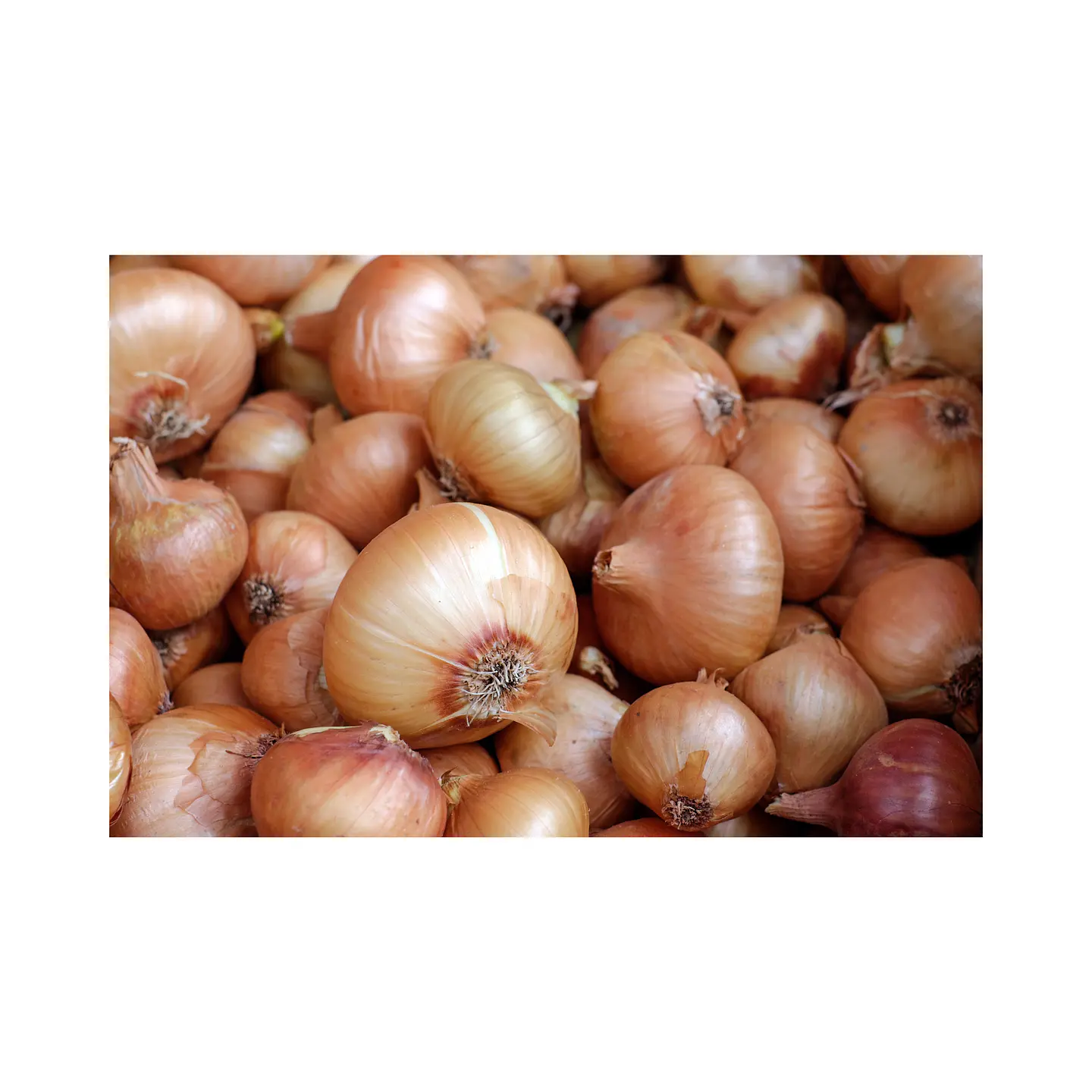 Cebolla Malla 14 kilos 2