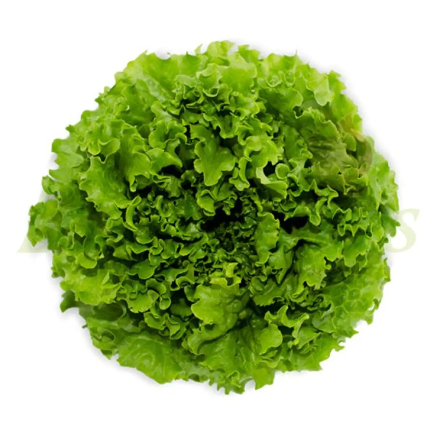 lechuga Hidropónica 1