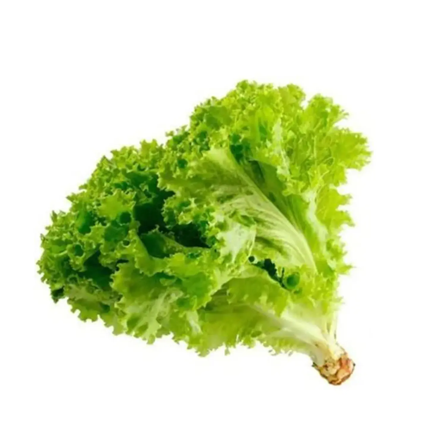 lechuga Hidropónica 2