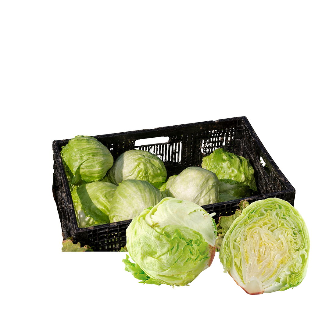 Lechuga Escarola (16unidades) 1