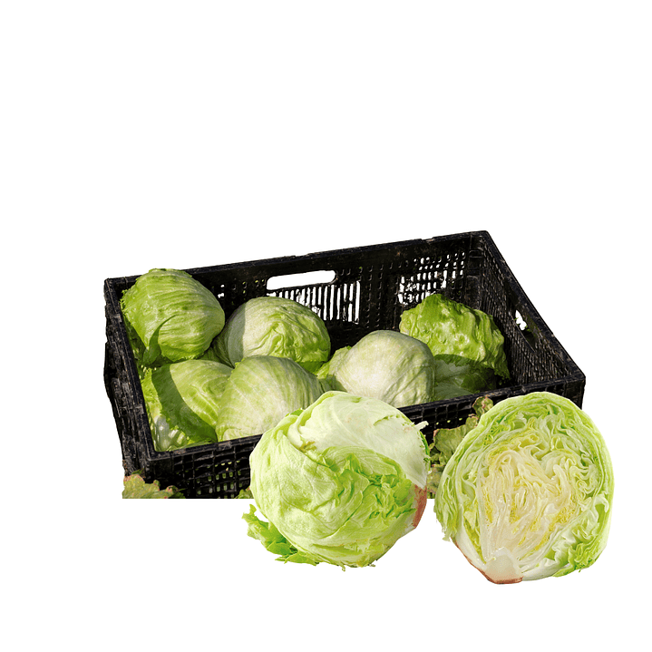 Lechuga Escarola (16unidades) 1
