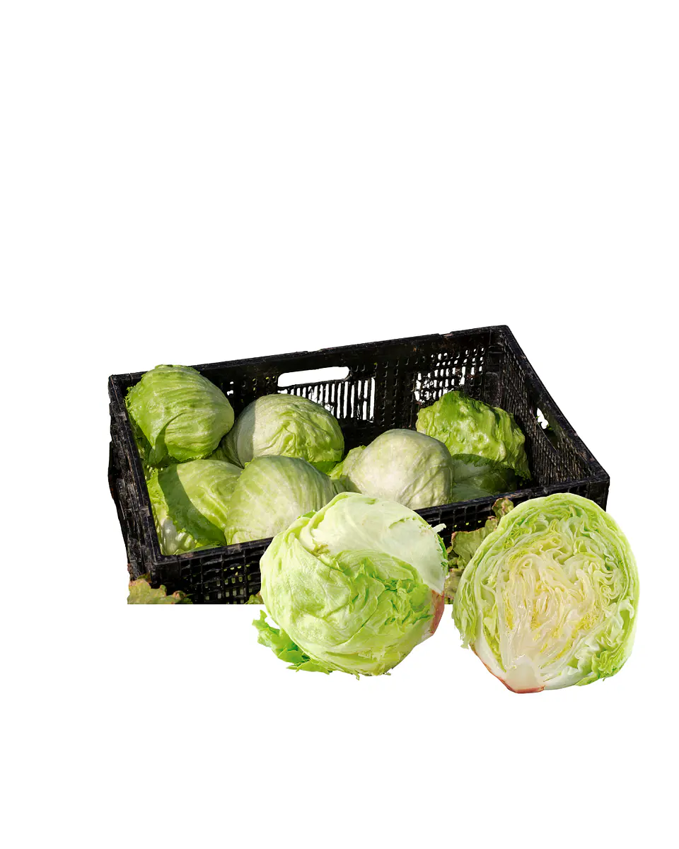 Lechuga Escarola (16unidades) 1