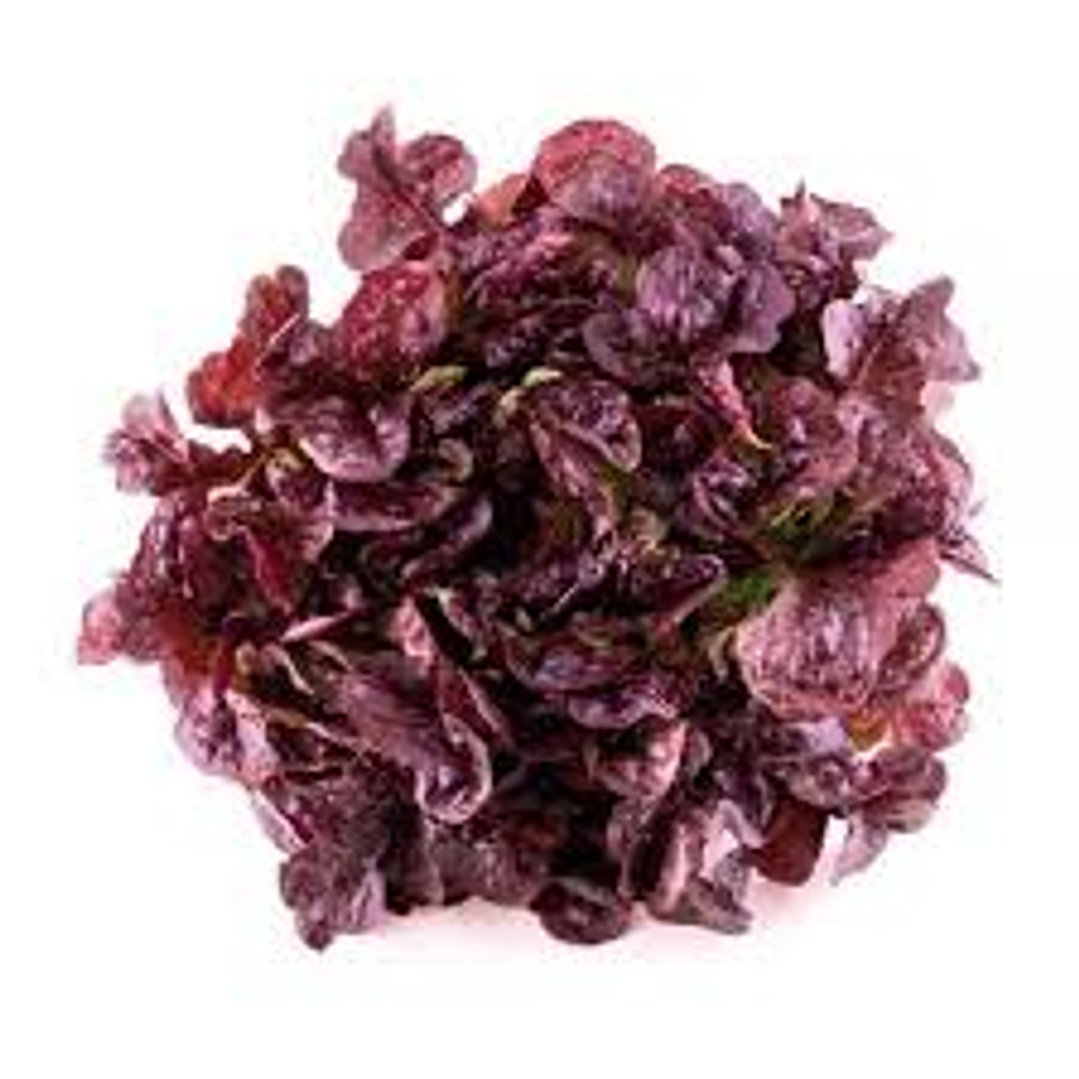 Lechuga Morada (unidad) 1