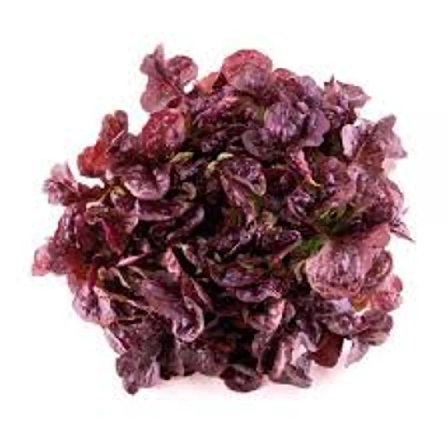Lechuga Morada (unidad) 1