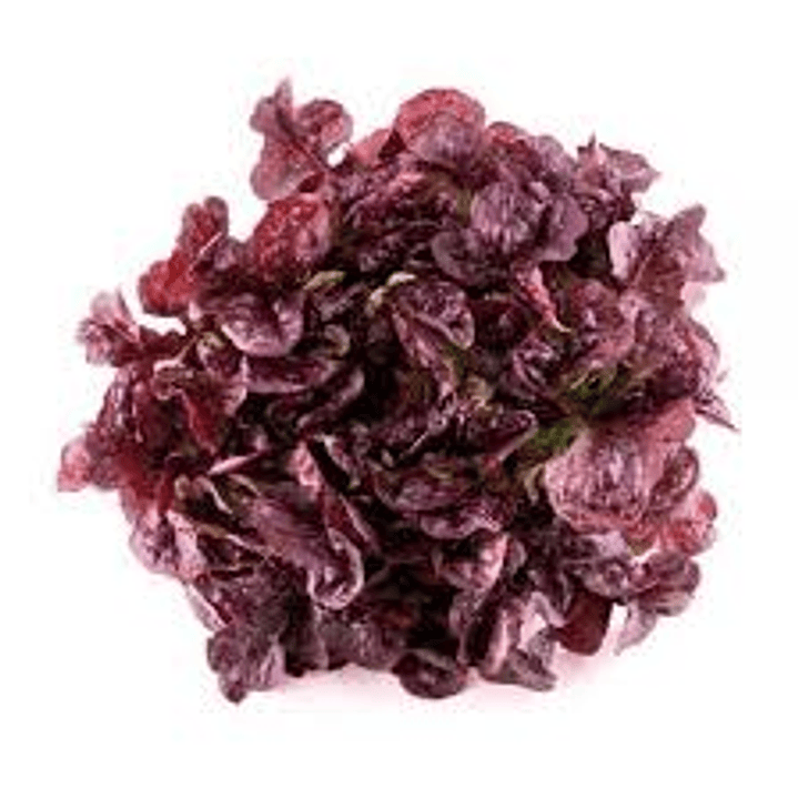 Lechuga Morada (unidad) 1