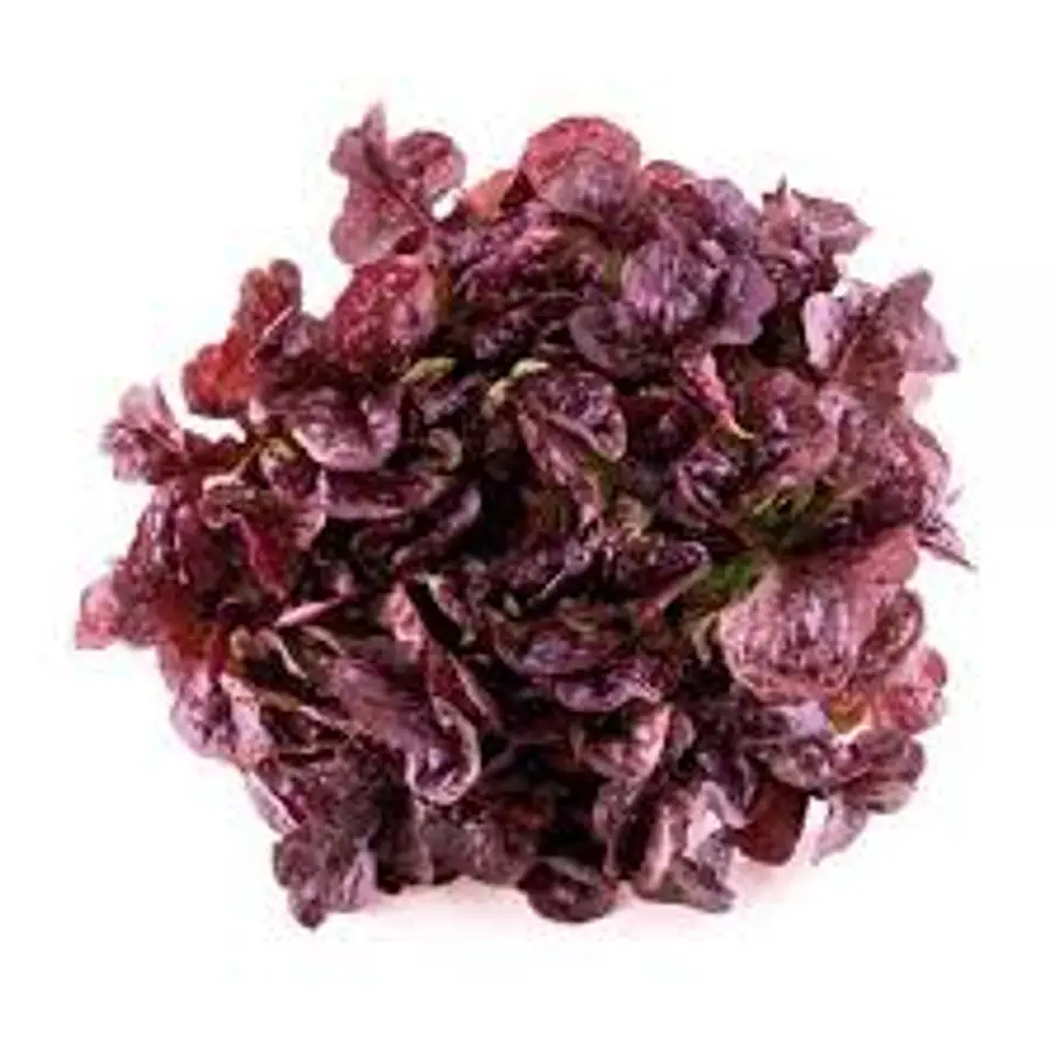 Lechuga Morada (unidad) 1