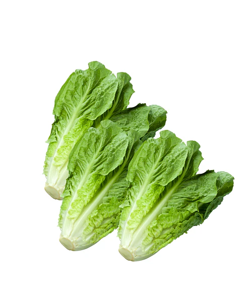Lechuga Costina x Mayor