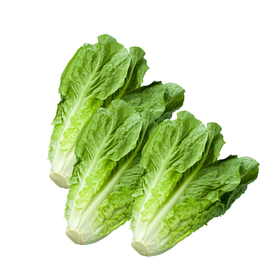 Lechuga Costina x Mayor 1