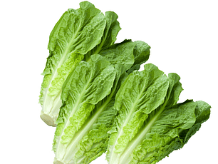Lechuga Costina x Mayor