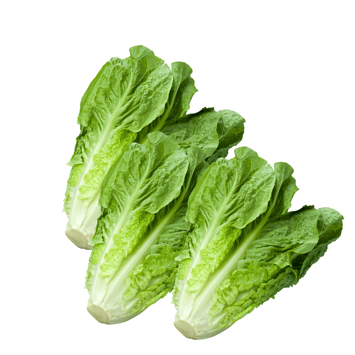 Lechuga Costina x Mayor 1