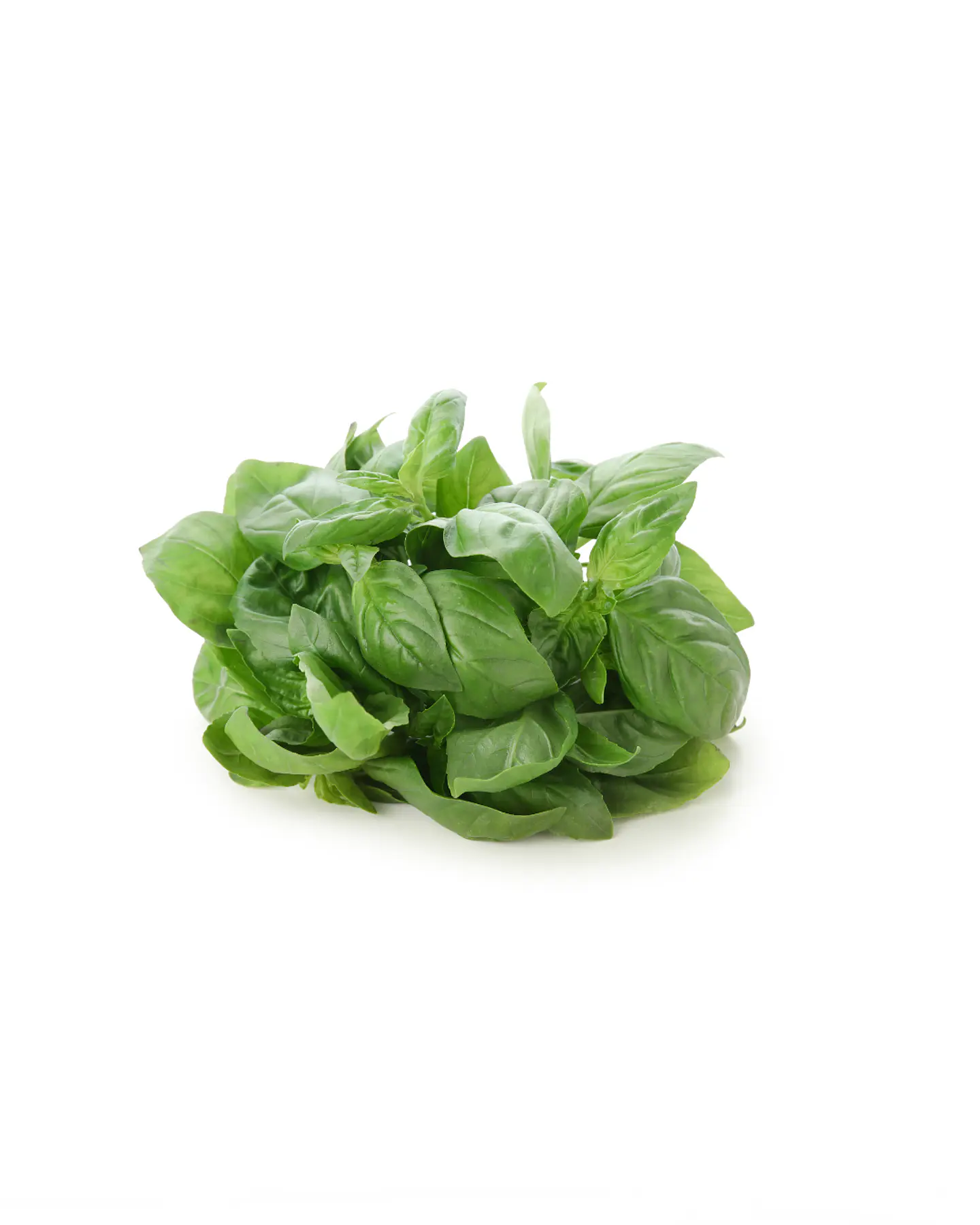 albahaca (1 kilo) 1