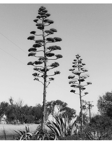 TABLA AGAVE