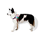 FlyHarness Galaxi  Zee.Dog para Perro - Miniatura 1