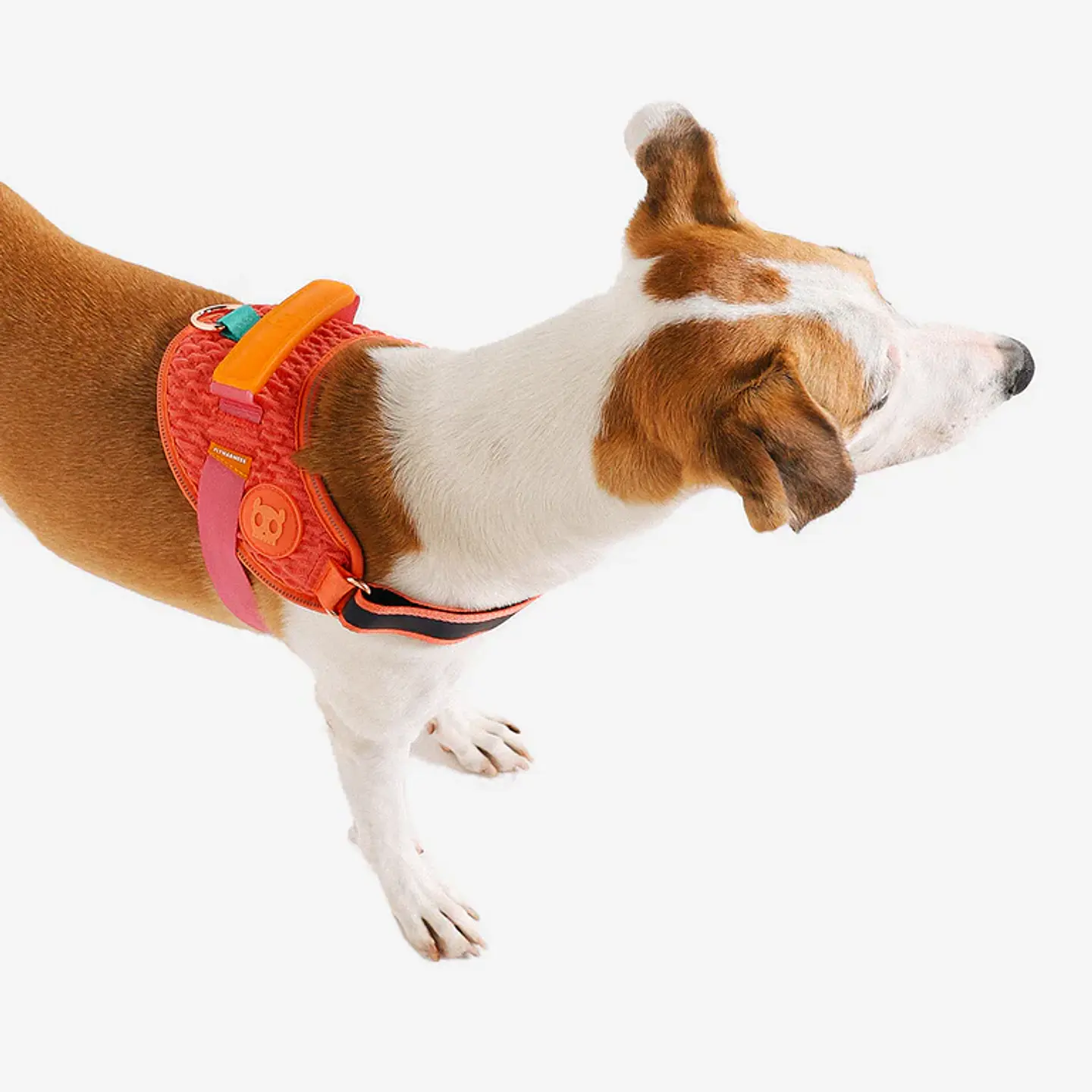Arnés para Perros FlyHarness Gazelle Zee.Dog 1