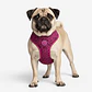 Pechera Air Mesh Brain Zee.Dog para Perro - Miniatura 1